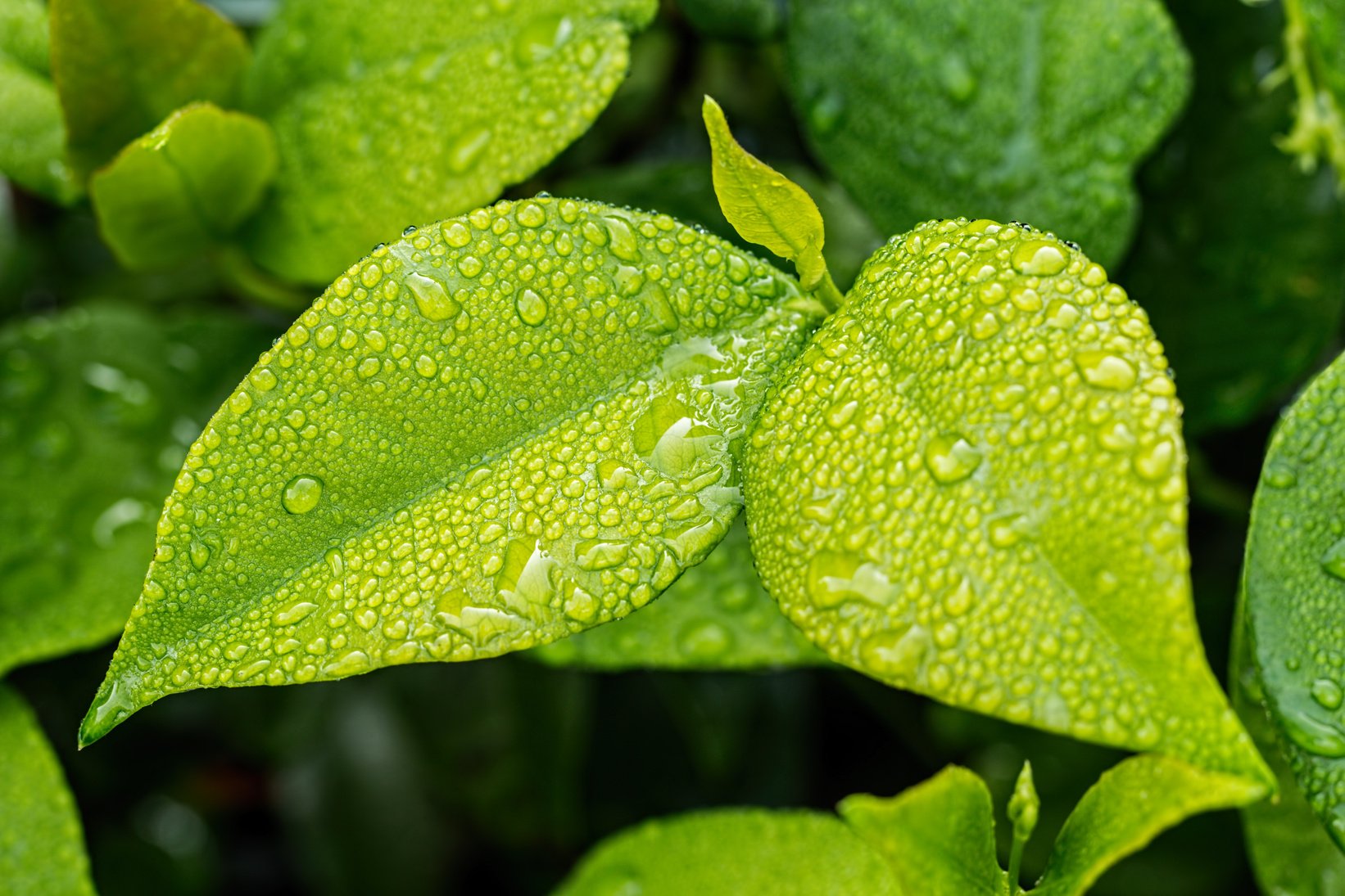 Leaves with Morning Dew